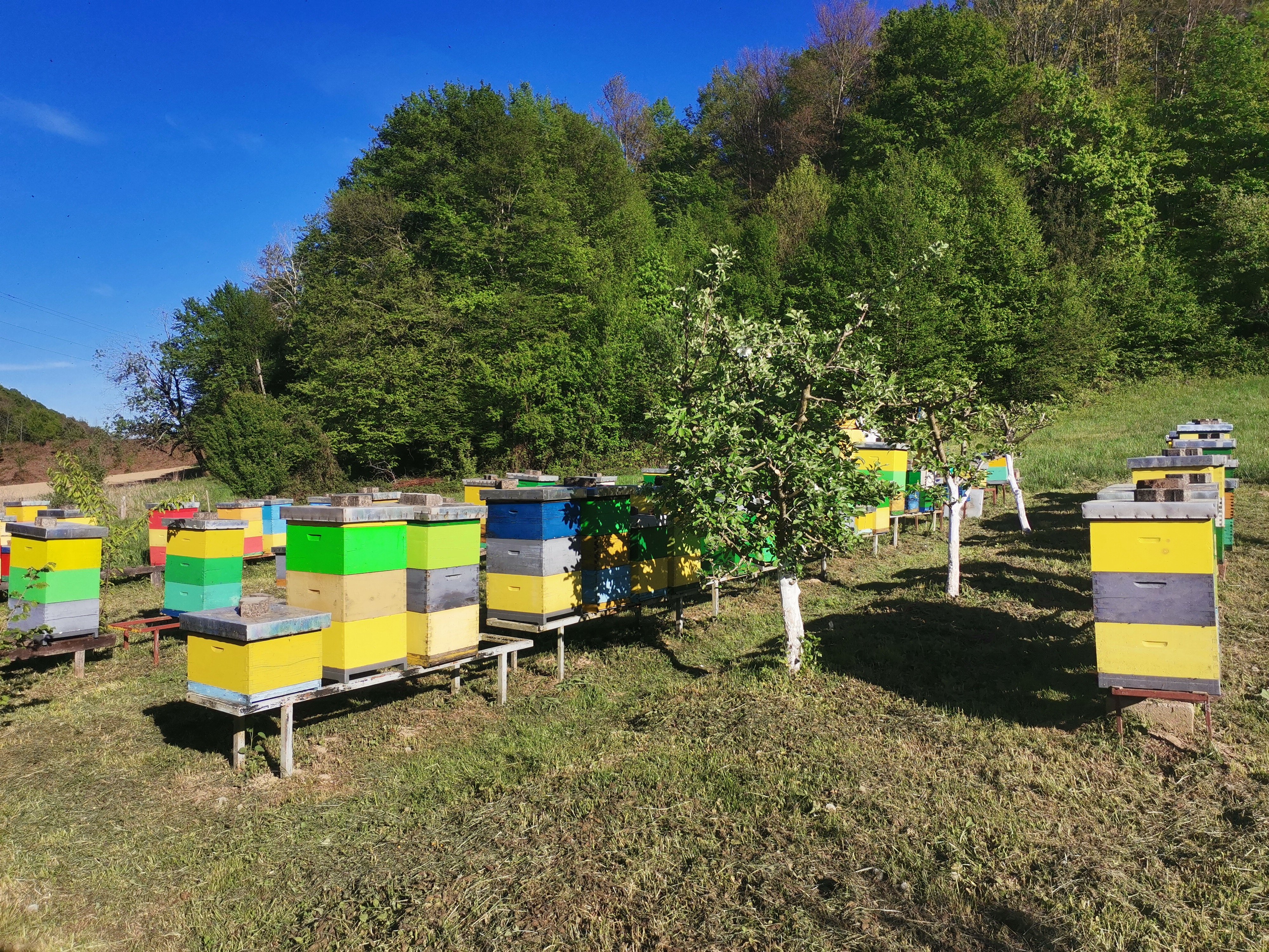 Šarene košnice na pčelinjaku Đurđević u proljeće
