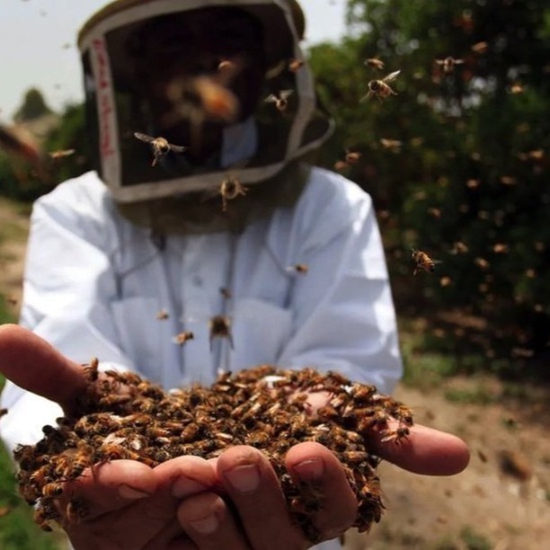 Pčele medarice su jedini insekti na svijetu koji proizvode hranu koju jedu i ljudi! Jedna pčela radi